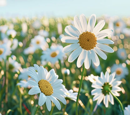 Magnésio + Inositol RELIEF 3.0 sabor Camomila, Laranja e Lavanda 350G TRUE SOURCE