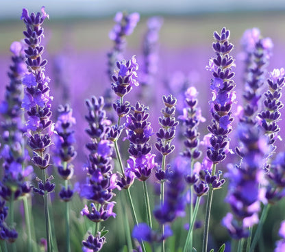 Magnésio + Inositol RELIEF 3.0 sabor Camomila, Laranja e Lavanda 350G TRUE SOURCE