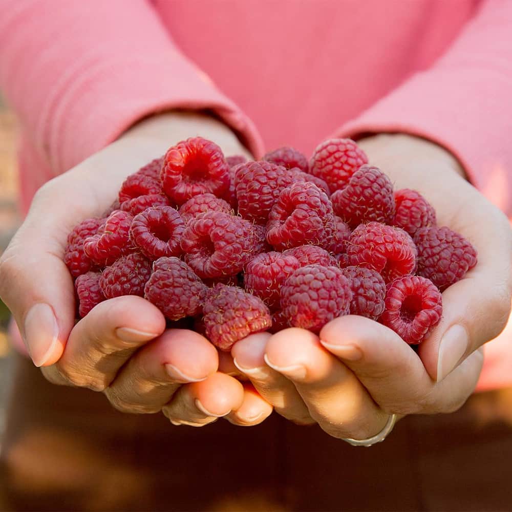 Collagen Protein Bodybalance Hydrolized Red Berries 450g